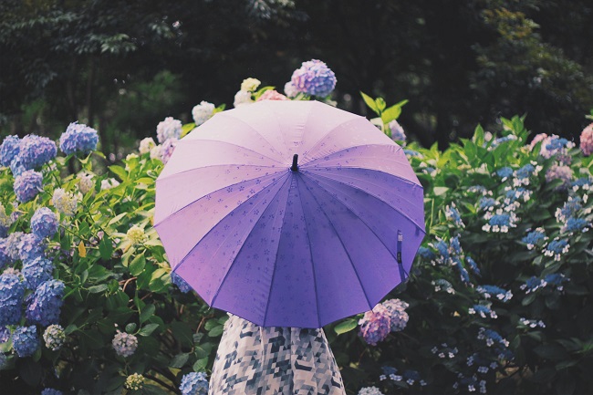 紫陽花と傘をさす女性
